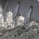 wear part
